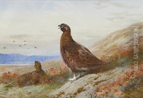 The Challenge Oil Painting - Archibald Thorburn
