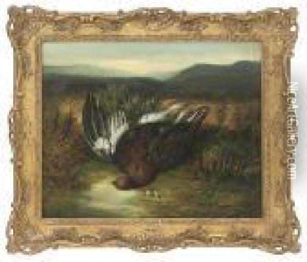 A Shot Grouse Oil Painting - Abel Hold