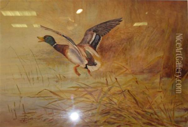 Study Of A Mallard In Flight Oil Painting - Thomas Wrigley