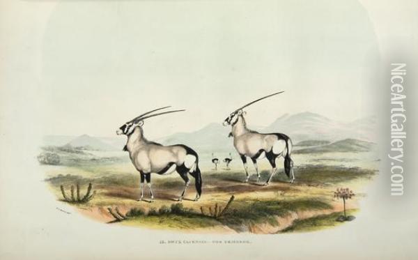 Portraits Of Game And Wild Animals Of Southern Africa, Delineated From Life In Their Native Haunts, During A Hunting Expedition From The Cape Colony As Far As The Tropic Of Capricorn, In 1836 And 1837, With Sketches Of The Field Sports Oil Painting - William Cornwallis Harris