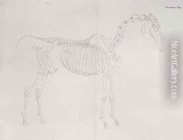 First Skeleton Table, from The Anatomy of the Horse Oil Painting - George Stubbs