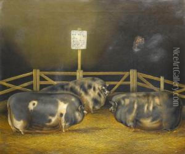 Three Prize Winning Pigs Oil Painting - John Vine Of Colchester
