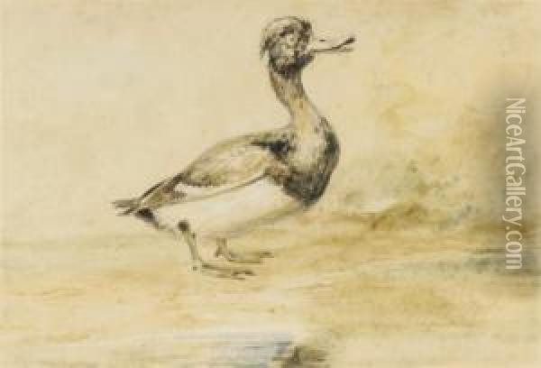 Study Of A Waterfowl Oil Painting - Newton Fielding