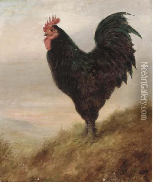 A Broad Langsham Fowl Oil Painting - Lilian Cheviot