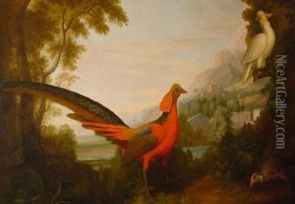 A Pheasant And Cockatoo In A Woodedlandscape Oil Painting - Jakob Bogdani Eperjes C