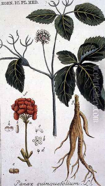 Panax quinquefolium American Ginseng engraved by T. S. Leitner, plate 155, illustration from the Plate Collection of the Botany Library Oil Painting - B Thanner