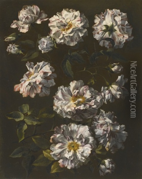 A Study Of Striped White Gallica Roses Oil Painting - Jean-Baptiste Monnoyer