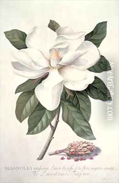 Magnolia 2 Oil Painting - Georg Dionysius Ehret