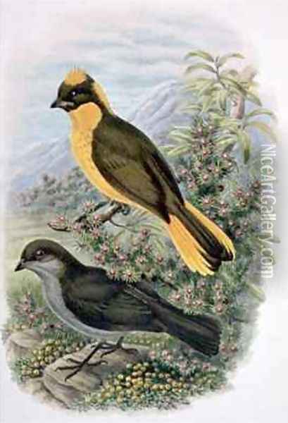 Prinodura Newtoniana Golden Bowerbird Oil Painting - William M. Hart