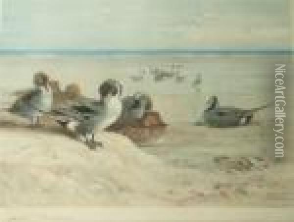 Ducks On The Foreshore Oil Painting - Archibald Thorburn
