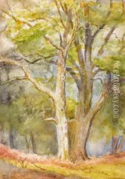 Woodlands Oil Painting - Thomas Bond, Tom Walker