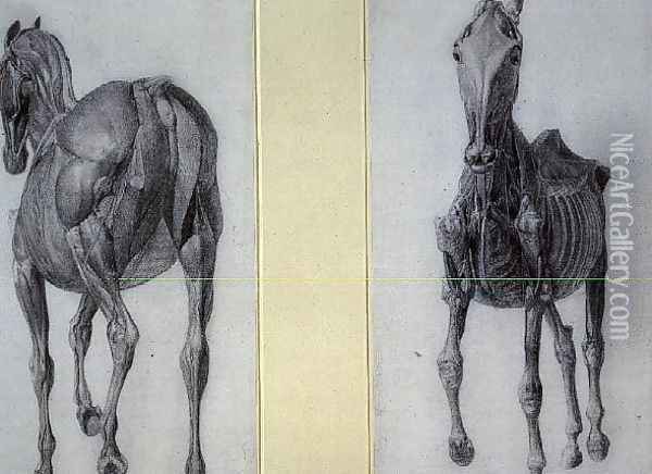 The Study of Muscles Frontal and Rear Views, from the 13th Anatomical Table, from the Anatomy of the Horse, 1766 Oil Painting - George Stubbs