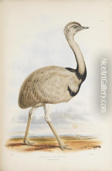 Gleanings From The Menagerie And Aviary At Knowsley Hall. Knowsley Oil Painting - Edward Lear