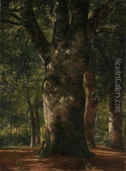 Tronc De Hetre (trunk Of A Beech Tree) Oil Painting - Alexandre Calame
