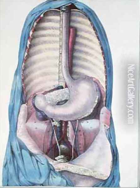 Anatomy of the oesophagus and the stomach from Manuel dAnatomie descriptive du Corps Humain Oil Painting - Haincelin