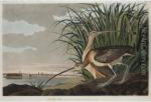 Long-billed Curlew Oil Painting - John James Audubon