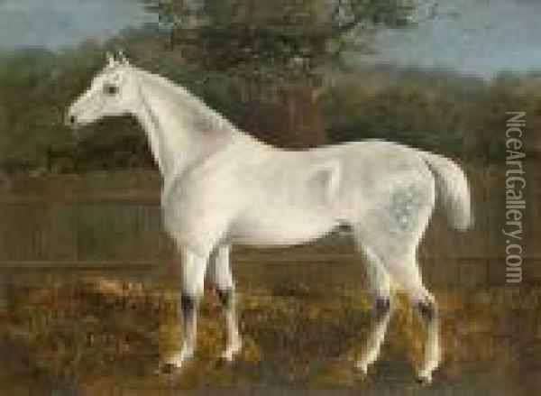 A Dappled Grey Hunter; And A Bay Hunter Oil Painting - J. Quinton