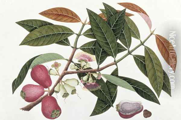 Jamboo Telore mera or Eugenia Malacceusis, from 'Drawings of Plants from Malacca', c.1805-18 Oil Painting - Anonymous Artist