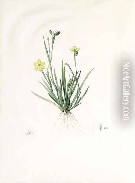 Study of Sisyrinchium convolutum, with subsidiary Studies of the Flower, Pistil and Seed Oil Painting - Pierre-Joseph Redoute