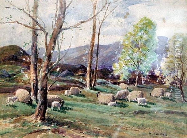 Sheep Grazing Oil Painting - Thomas, Tom Campbell
