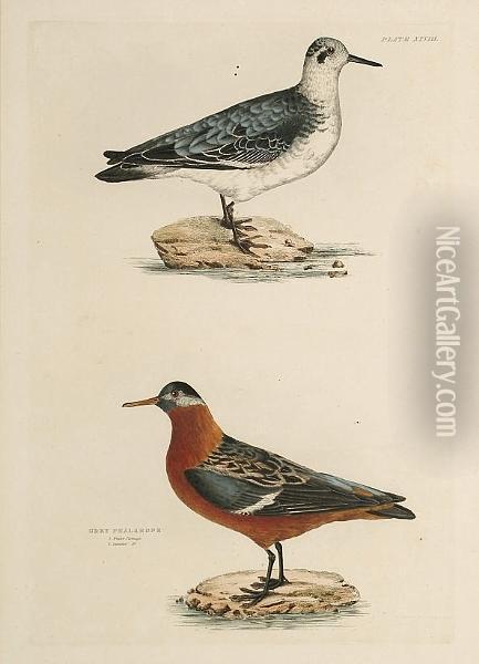 'red Lobe Foot', 'grey Phalarope
 Winter And Summer Plumage', 'sanderling Summer Plumage Winter Plumage',
 'cream Coloured Swiftfoot' Oil Painting - Prideaux John Selby