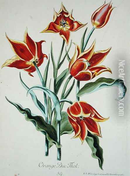 Orange Tulip, from Opera Botanica by Conrad Gesner (1516-65) 1767 Oil Painting - Adam Louis Wirsing