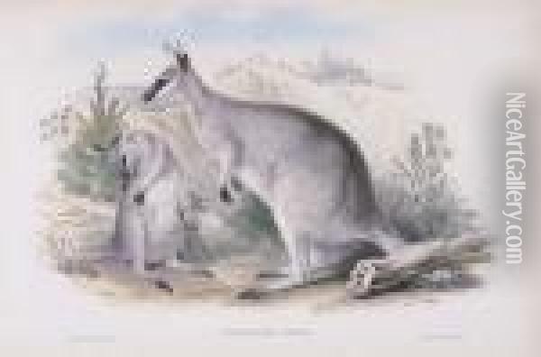 Parry's Wallaroo, Osphranter? Parryi Oil Painting - John H. Gould