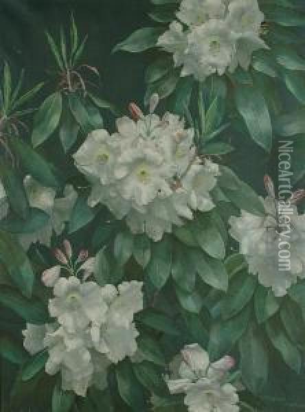 White Rhododendrons Oil Painting - Terence Loudon
