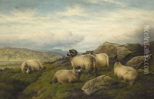 Sheep Oil Painting - Charles Jones