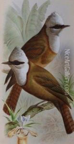Study Of Two White-crested Laughing Thrushes. Oil Painting - Harry Bright