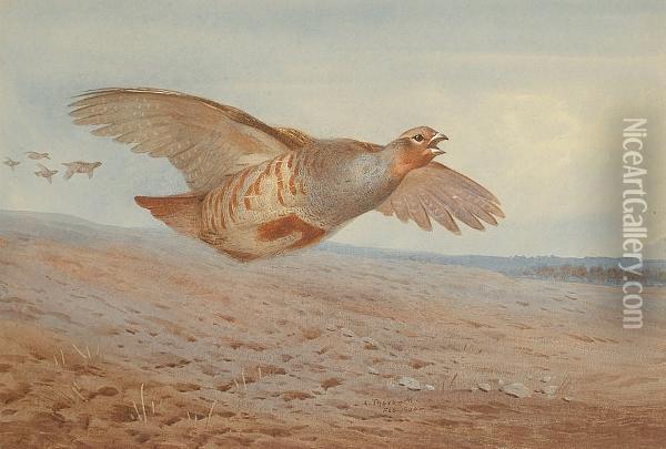 Grey Partridge In Flight Oil Painting - Archibald Thorburn