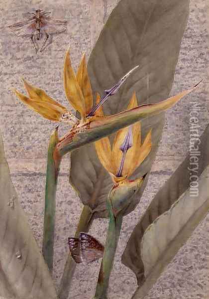 A Strelizia Lily Oil Painting - General John Chamberlayne