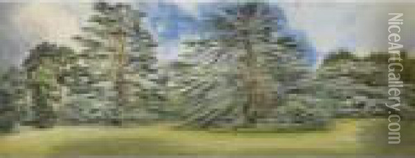 The Cedar, Shrubland Park Oil Painting - Andrew Nicholl