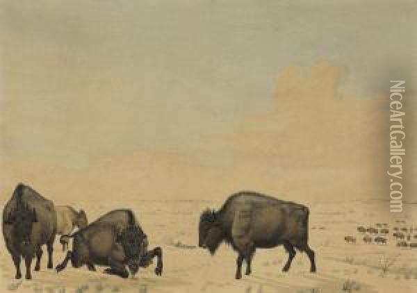 Buffalo Hunt Oil Painting - Peter Rindisbacher