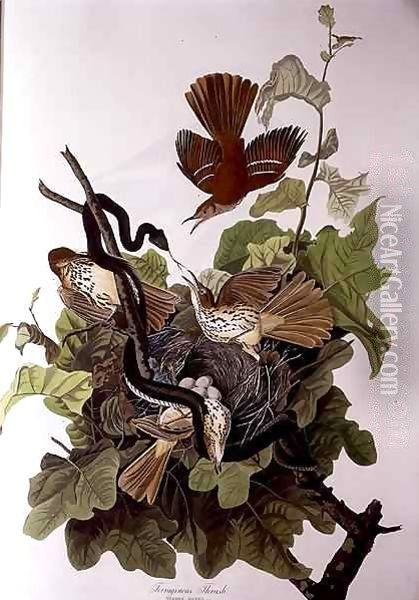 Ferruginous Thrush, from 'Birds of America' Oil Painting - John James Audubon
