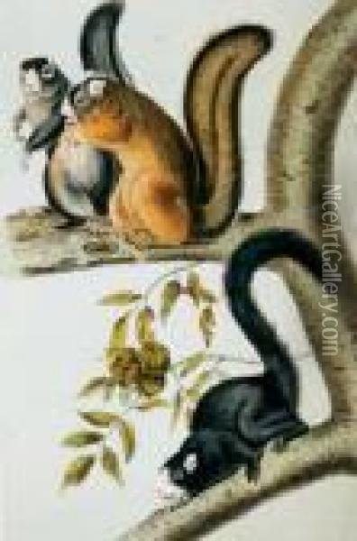 Audubon Oil Painting - John James Audubon