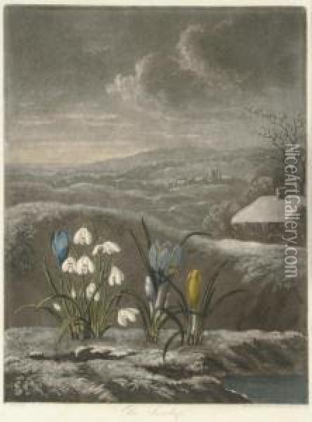 The Snow Drop, From 
The Temple Of Flora Oil Painting - John Robert