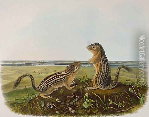Leopard Spermophile Spermophilus Tridecemlineatus Oil Painting - John James Audubon