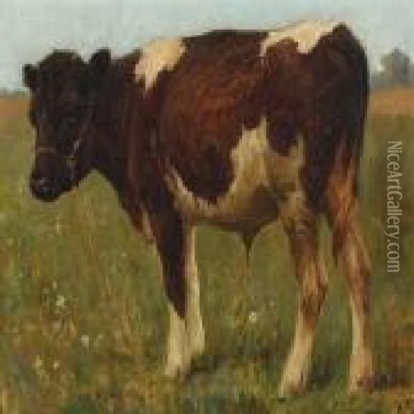 Bull Calf. Oil Painting - Poul Steffensen