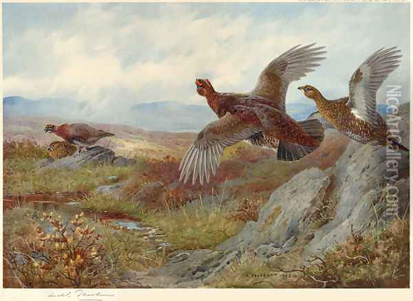 Grouse Over the Moor Oil Painting - Archibald Thorburn