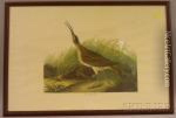 Hutchins's Barnacle Goose Oil Painting - John James Audubon