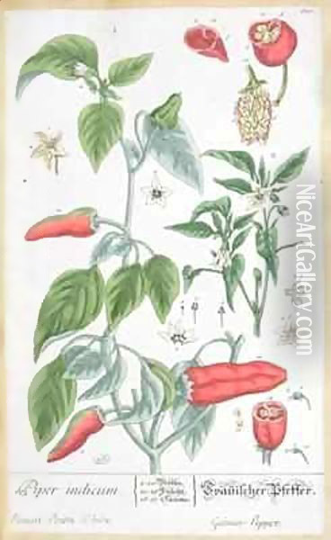 Guinea Pepper (Piper Indicum) plate 129 from the German edition of 'A Curious Herbal' Oil Painting - Elizabeth Blackwell