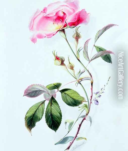 A Rose Oil Painting - James Holland
