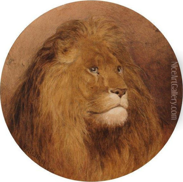 Study Of A Lion Oil Painting - William Henry Kearney