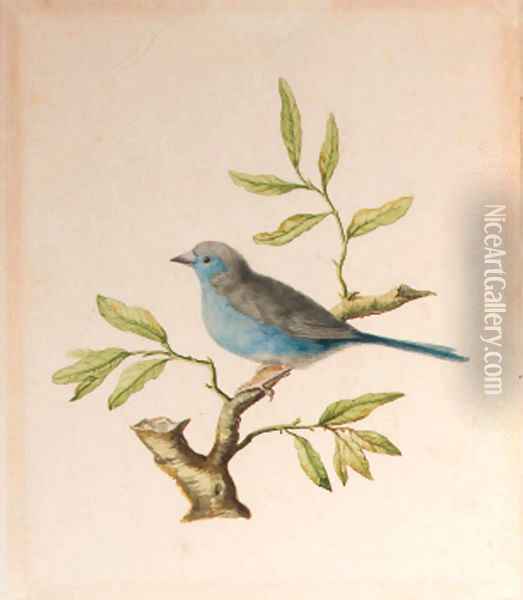 A male blue chaffinch Oil Painting - Dutch School