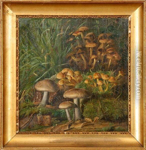 Mushrooms In A Forest Floor Oil Painting - Niels Peter Rasmussen