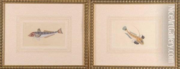Six Hand-colored Engravings Of Fish Oil Painting - Edward Donovan