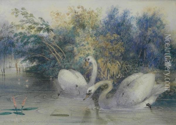 Swans By A Riverbank Oil Painting - Newton Fielding