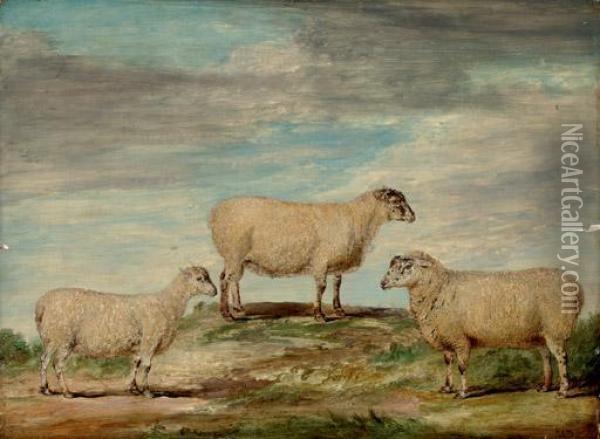 Elman's South Down Ram, Ewe And Wether Oil Painting - James Ward