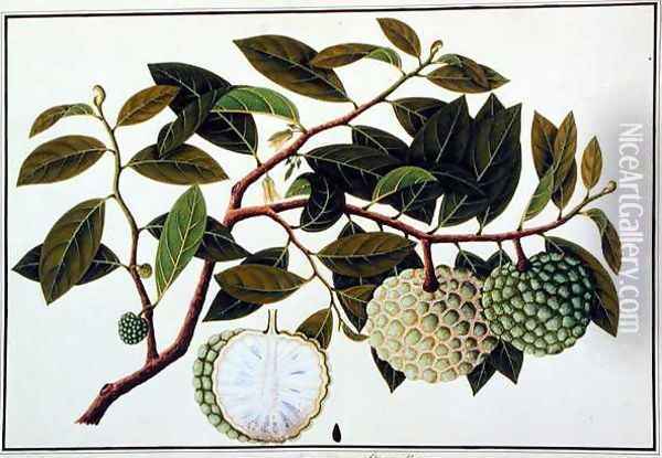 Bua Nora, from 'Drawings of Plants from Malacca', c.1805-18 Oil Painting - Anonymous Artist
